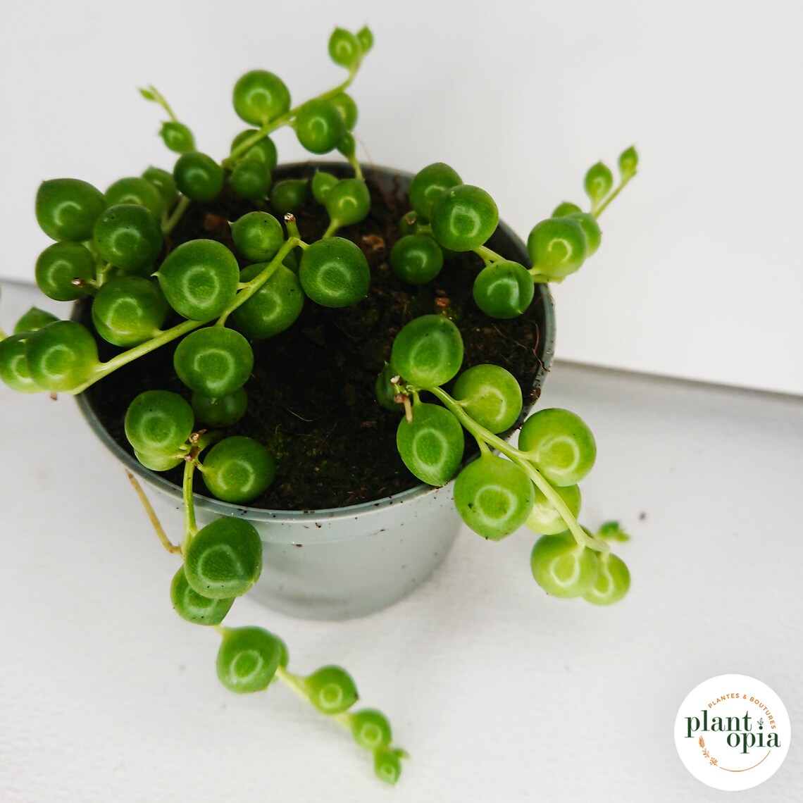 SENECIO ROWLEYANUS collier de perles plantes retombante Etsy