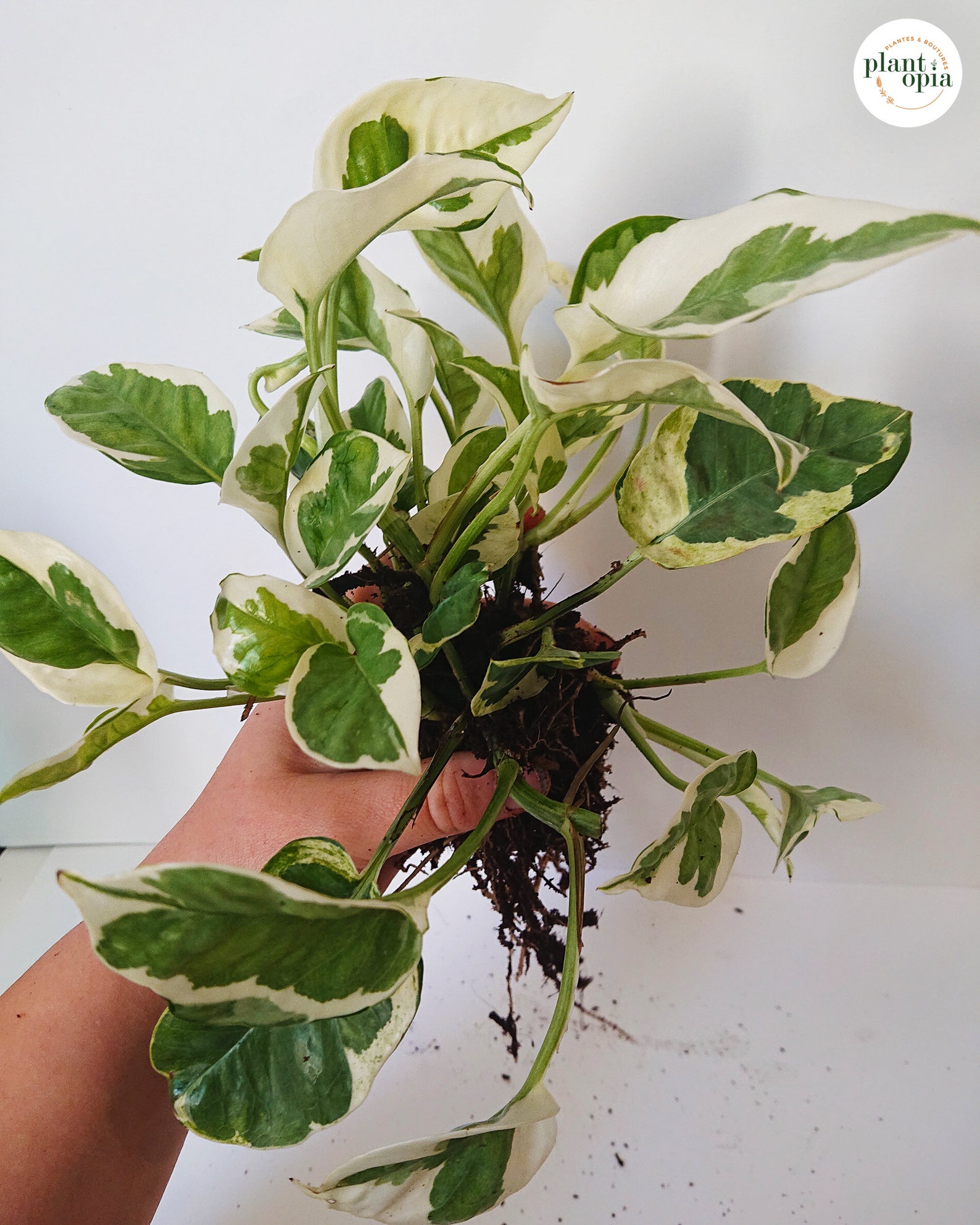 EPIPREMNUM AUREUM N�JOY baby plant cuttings pothos Etsy
