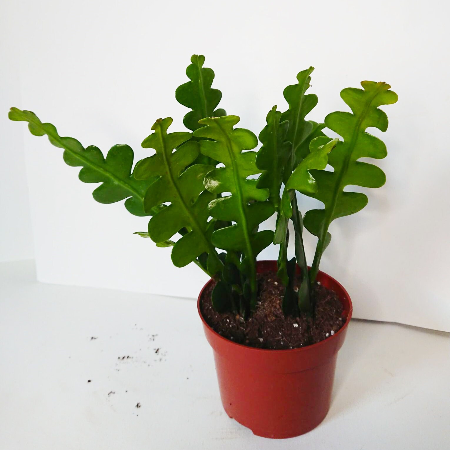 EPIPHYLLUM ANGULIGER Cactus Zig Zag Fishbone Kaktus Baby Etsy