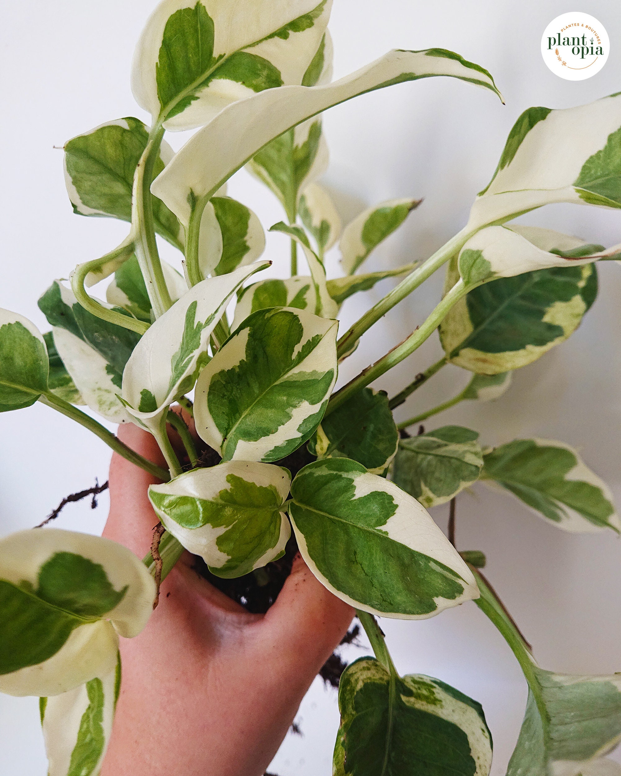 EPIPREMNUM AUREUM N�JOY baby plant cuttings pothos Etsy