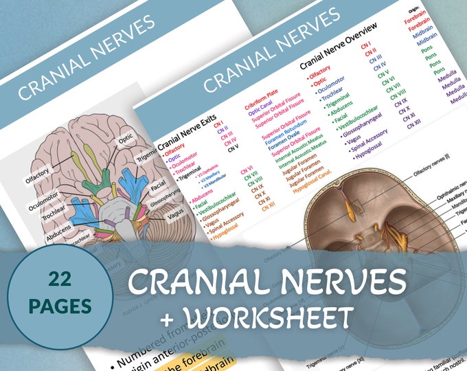 Complete Cranial Nerves Study Guide Medical Student Study Notes ...