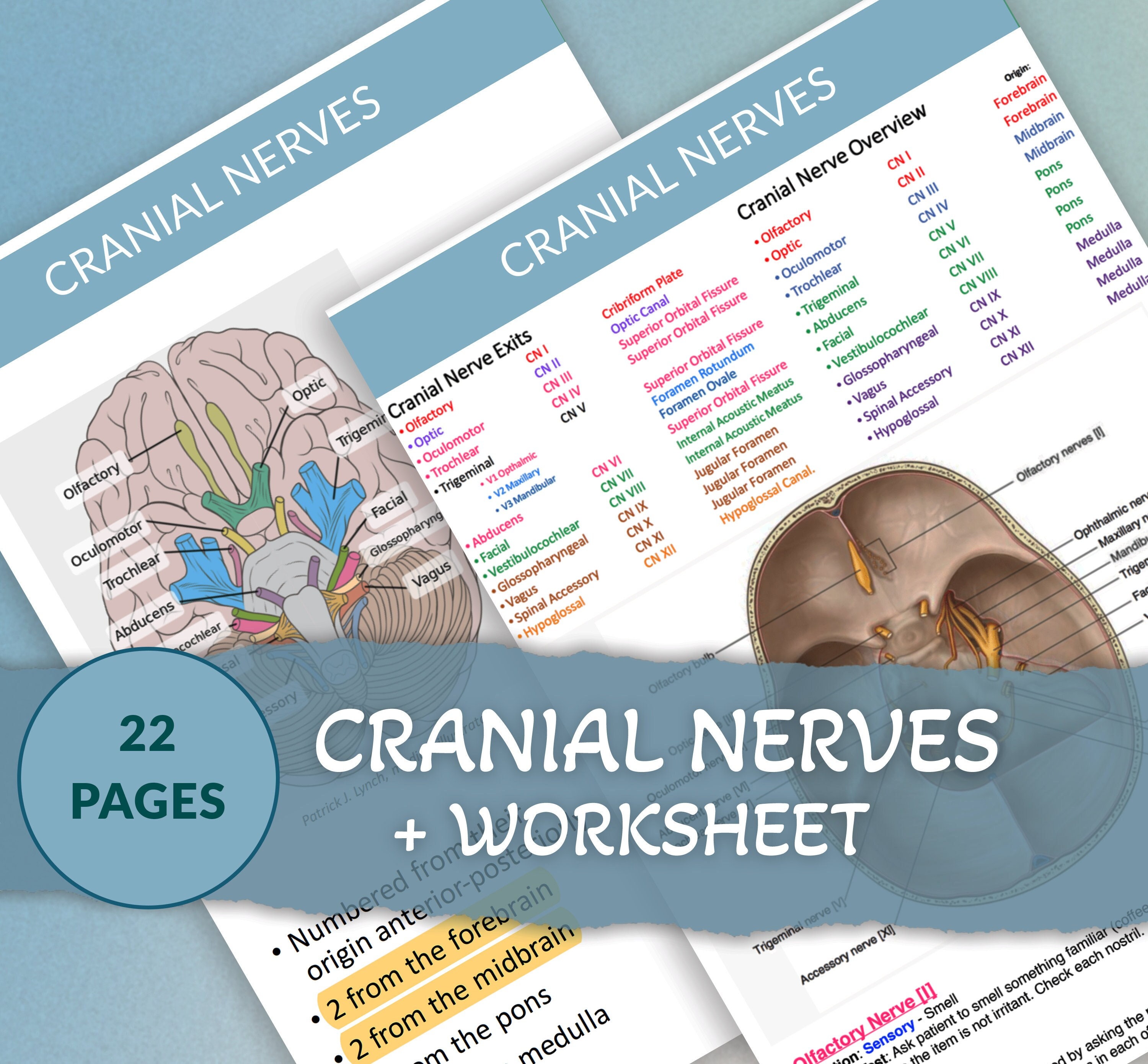 Complete Cranial Nerves Study Guide Medical Student Study Notes 