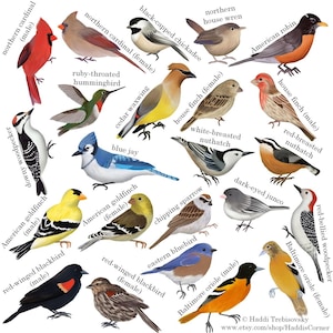 North American Backyard Birds Digital Print - 15" Square Bird Illustration - Printable Bird Chart for Birdwatchers, Nature Lovers, and Kids
