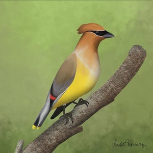 Cedar Waxwing Bird Art Print | Digital Download | Watercolor Style Songbird Wall Art | Nature Printable | Bird Lover Gift