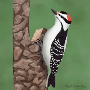 Downy Woodpecker Print - Bird Wall Art, Woodpecker Illustration, Nature Decor, Backyard Bird Printable, Digital Download
