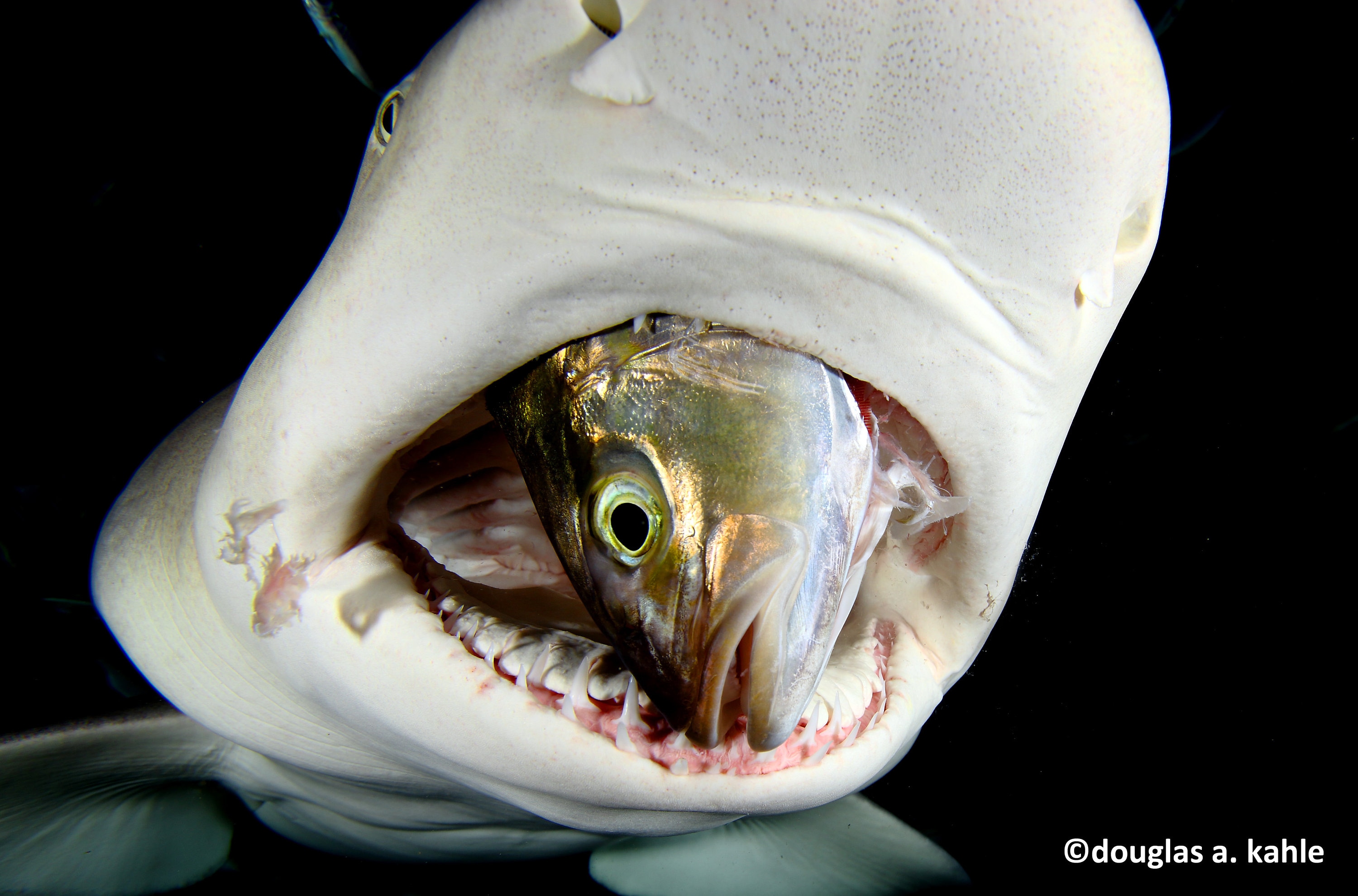 Lemon Shark Eating a Fish SE Florida Etsy