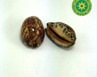 Tiger Snails