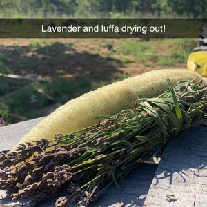 Luffa Seeds
