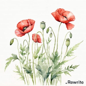 Puede incluir: Pintura a la acuarela de amapolas rojas con tallos, hojas y vainas verdes. Las flores tienen pétalos delicados y rizados y centros oscuros. La imagen tiene un estilo suave y artístico, con la palabra ".Rewrite".
