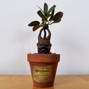 May include: A terracotta pot with a miniature Mandrake plant. The plant has a humanoid root with a frowning face and green and burgundy leaves. The pot has a label with the words "Mandrake" and "Caution".