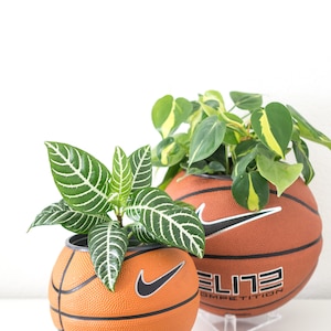 Puede incluir: Dos balones de baloncesto con el logotipo de Nike, utilizados como macetas para plantas verdes. Los balones de baloncesto est&aacute;n sobre soportes de acr&iacute;lico transparente. El bal&oacute;n de baloncesto de la derecha tiene el texto "ELITE COMPETITION".