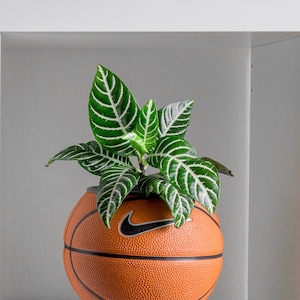 Puede incluir: Una planta verde con rayas blancas en las hojas creciendo en una maceta de baloncesto con un logotipo de Nike. La maceta est&aacute; en un estante blanco.