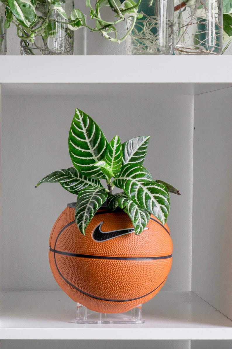 Puede incluir: Una planta verde con rayas blancas en las hojas creciendo en una maceta de baloncesto con un logotipo de Nike. La maceta est&aacute; en un estante blanco.