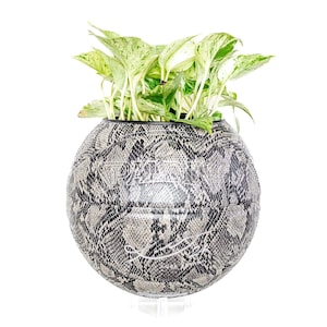 May include: A potted plant with green and white leaves in a round, black and white snake skin patterned planter.