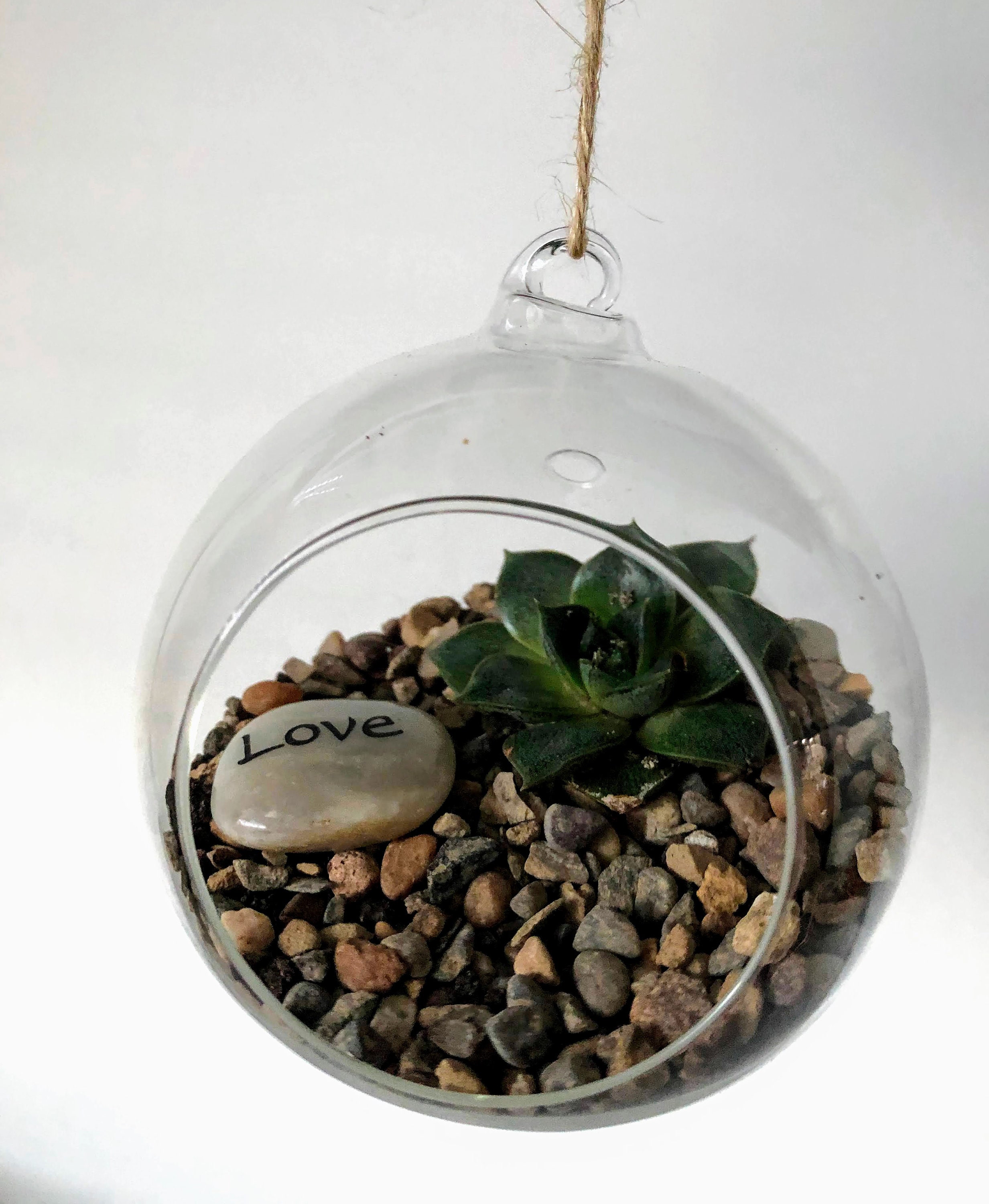 Succulent Glass Terrarium Kit DIY Etsy