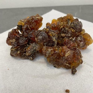 Myrrh commiphora  kua from Socotra Island