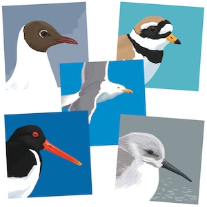 5 paquets de cartes de vœux d’oiseaux côtiers