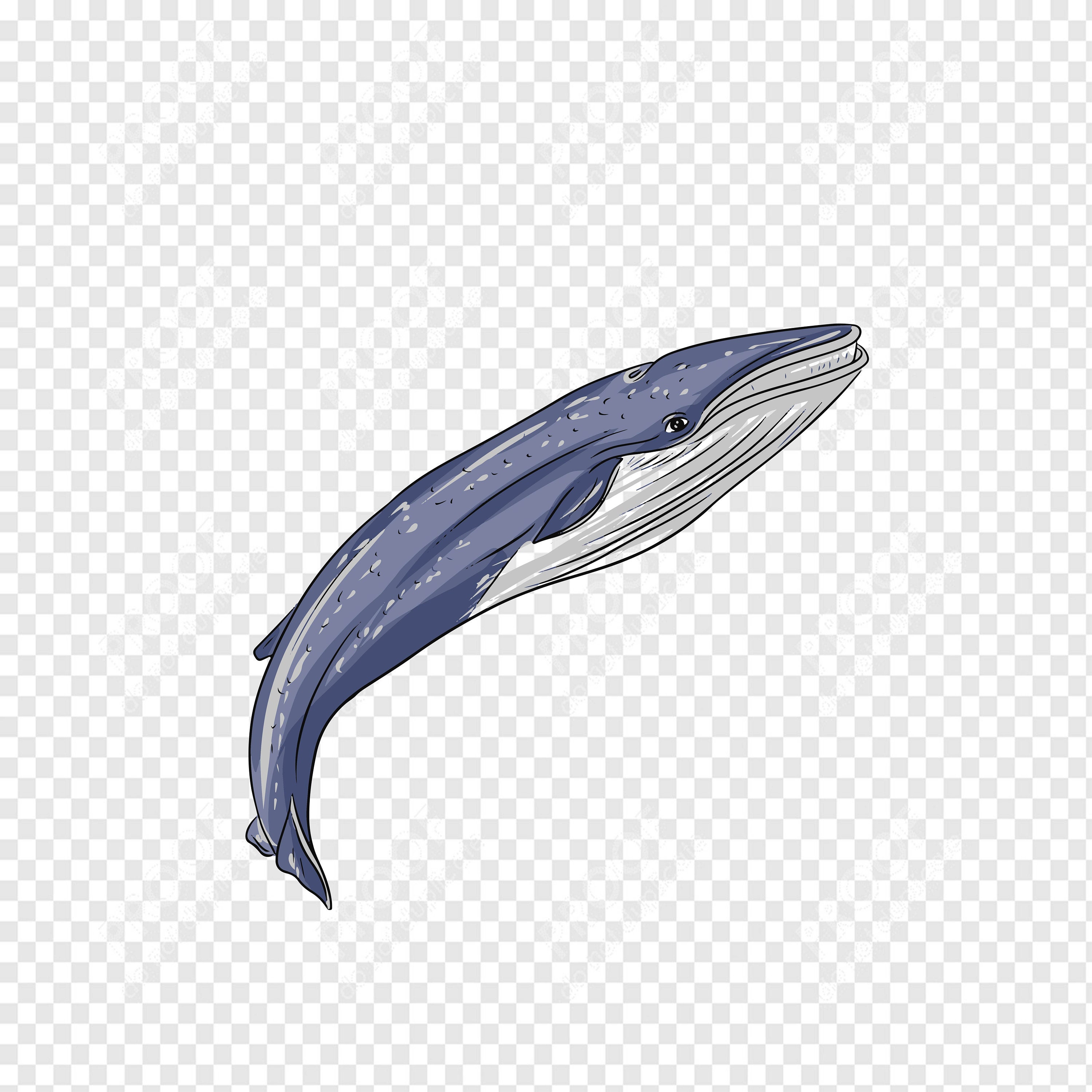 Blue Whale Svg Png and Jpeg Eps Files Instant Download | Etsy