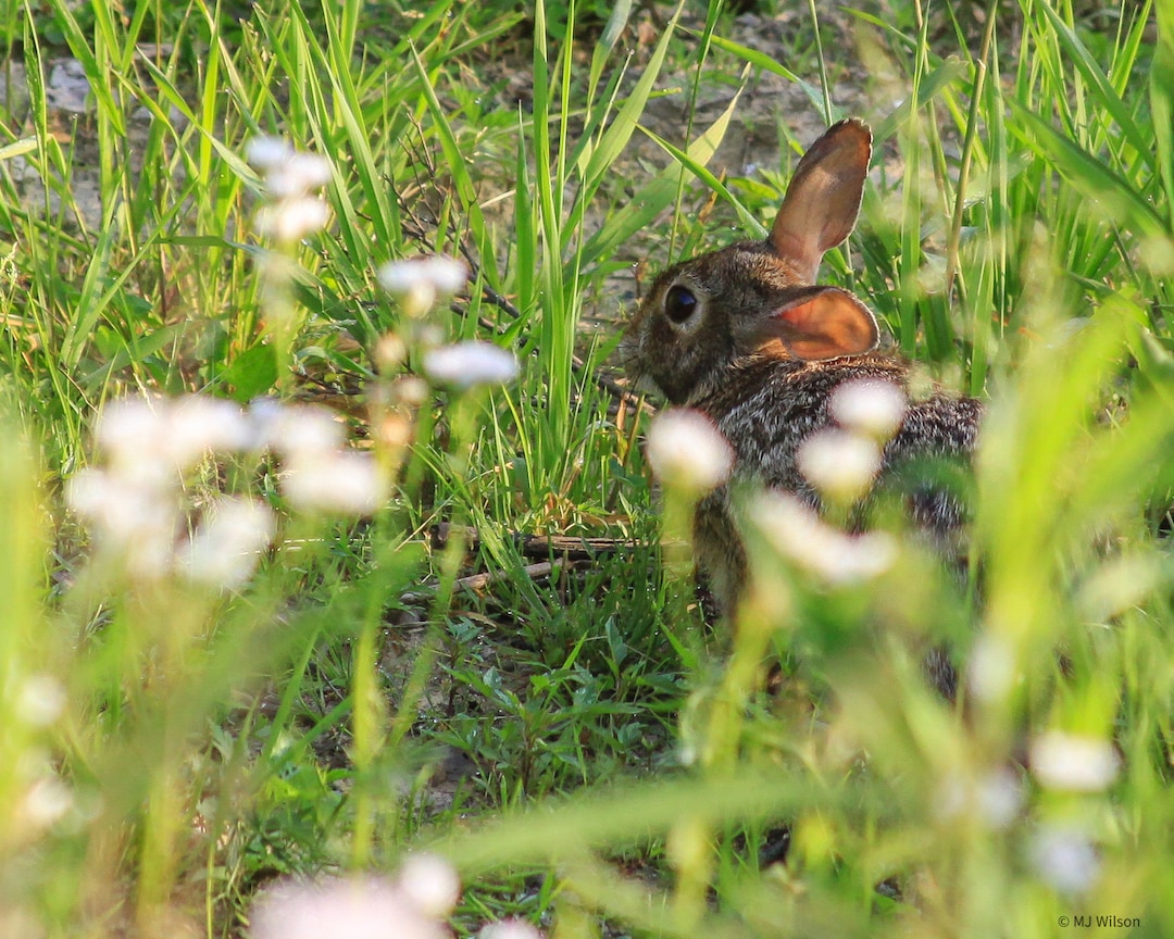Woodland Rabbit in the Sunlight - Etsy