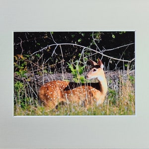 Whitetail Fawn in Woodland