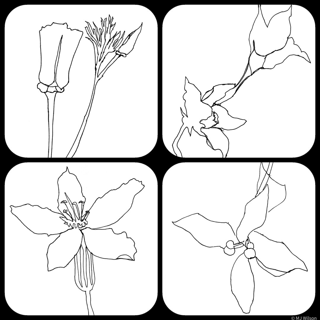 minimalist-modern-botanical-one-line-drawing-prints-spring