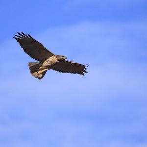 Red-tailed Hawk