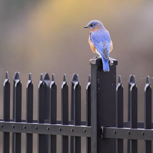 Eastern Bluebird