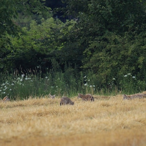 Coyote Pack