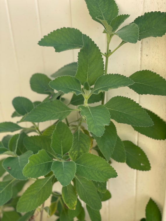 2x Rooted Toilet Paper Plants AKA Plectranthus Barbatus AKA Etsy