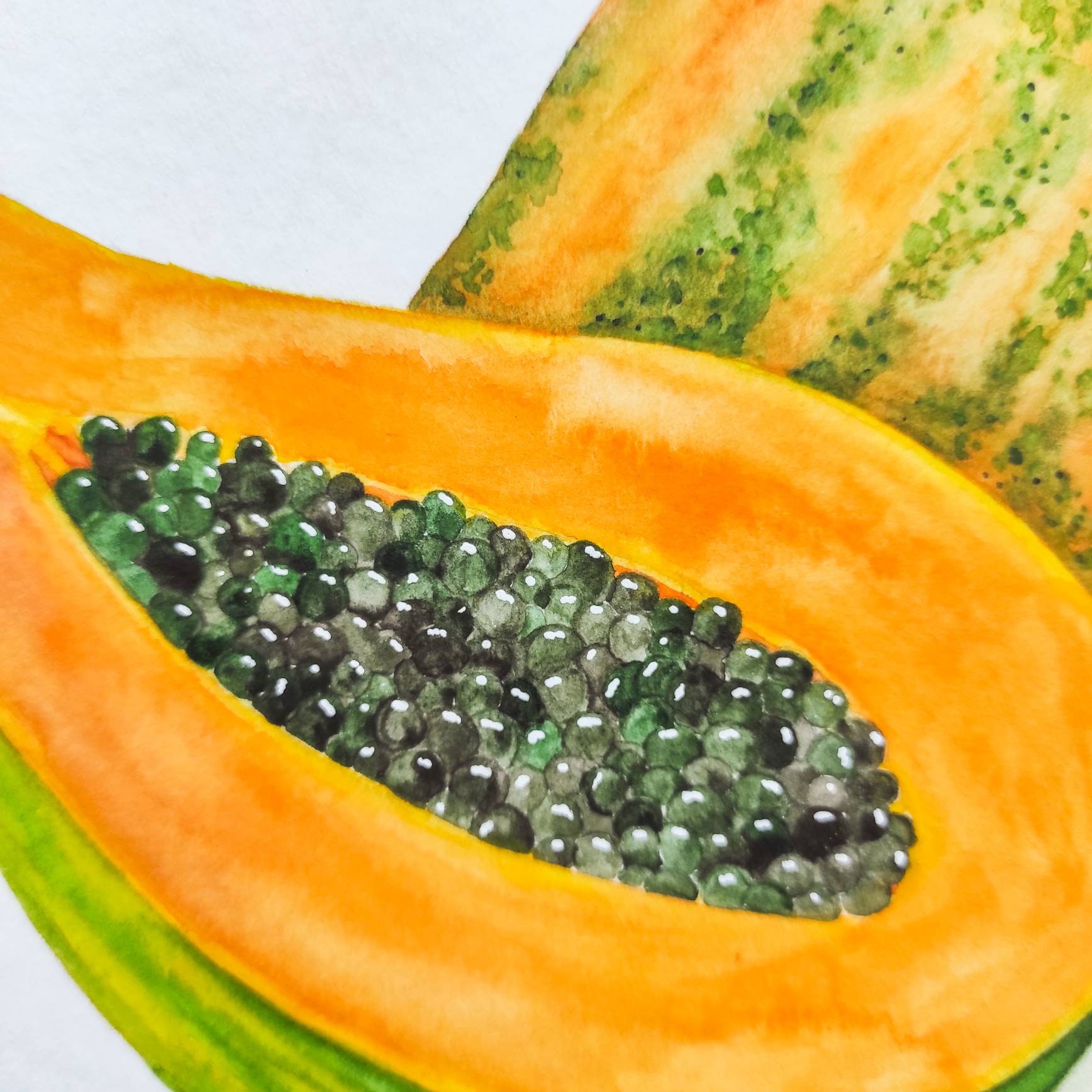 Watercolor papaya. Orange papaya. Watercolor illustration. Etsy