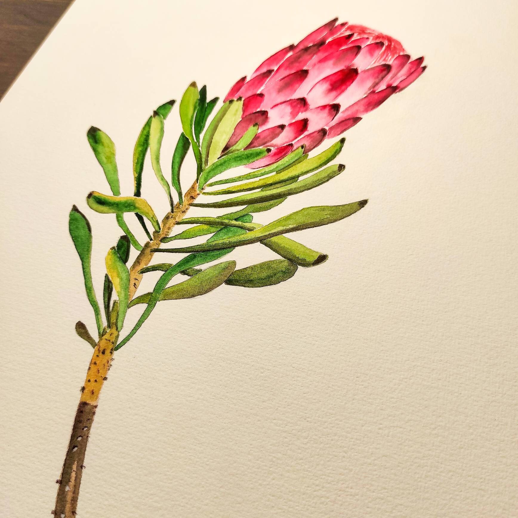 Watercolor Protea. Floral Watercolor Painting Colorful | Etsy