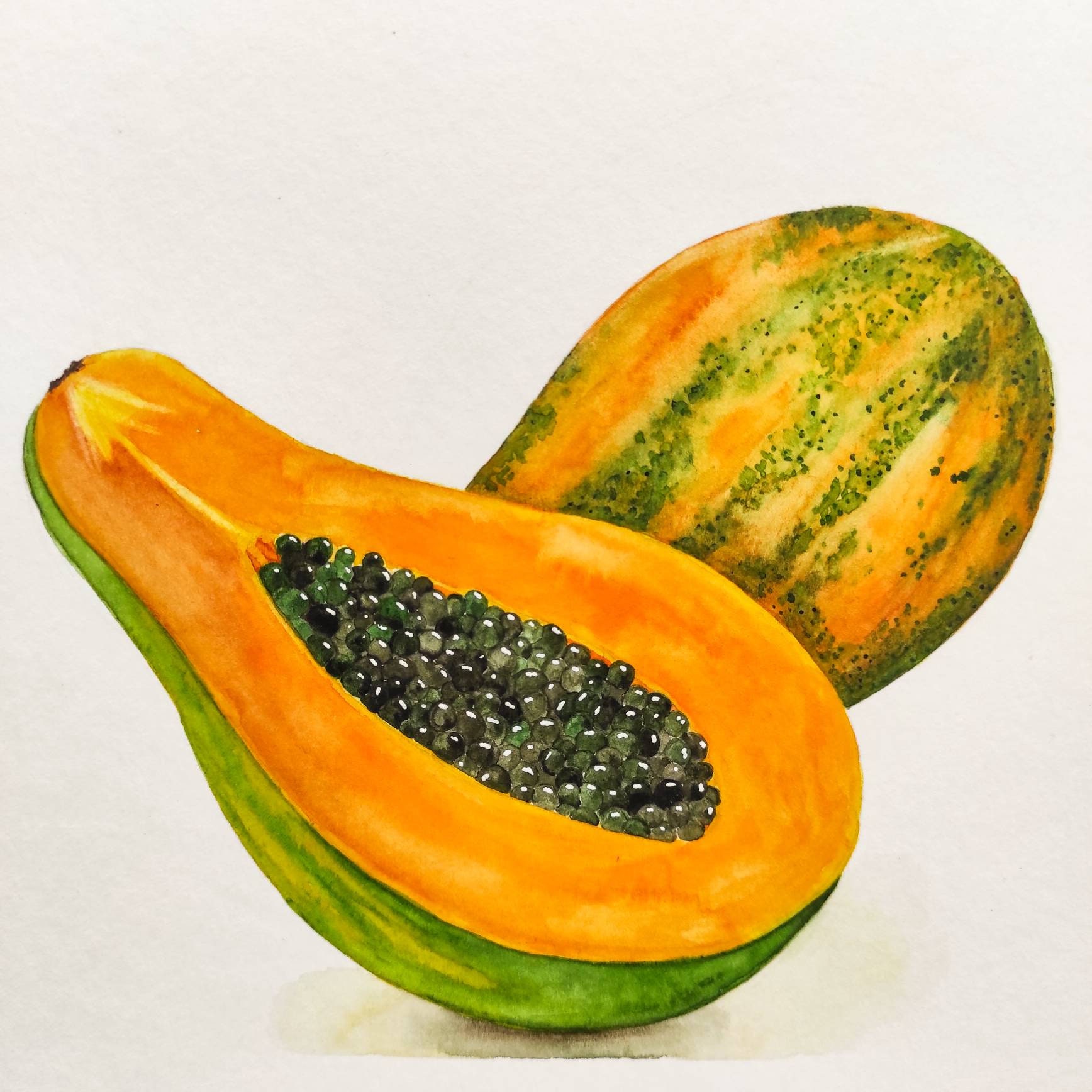 Watercolor papaya. Orange papaya. Watercolor illustration. Etsy