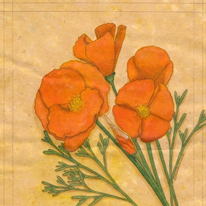California Poppy