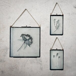 May include: Three black picture frames with string hangers, each containing a pressed botanical specimen. The frames are hanging on a white wall.