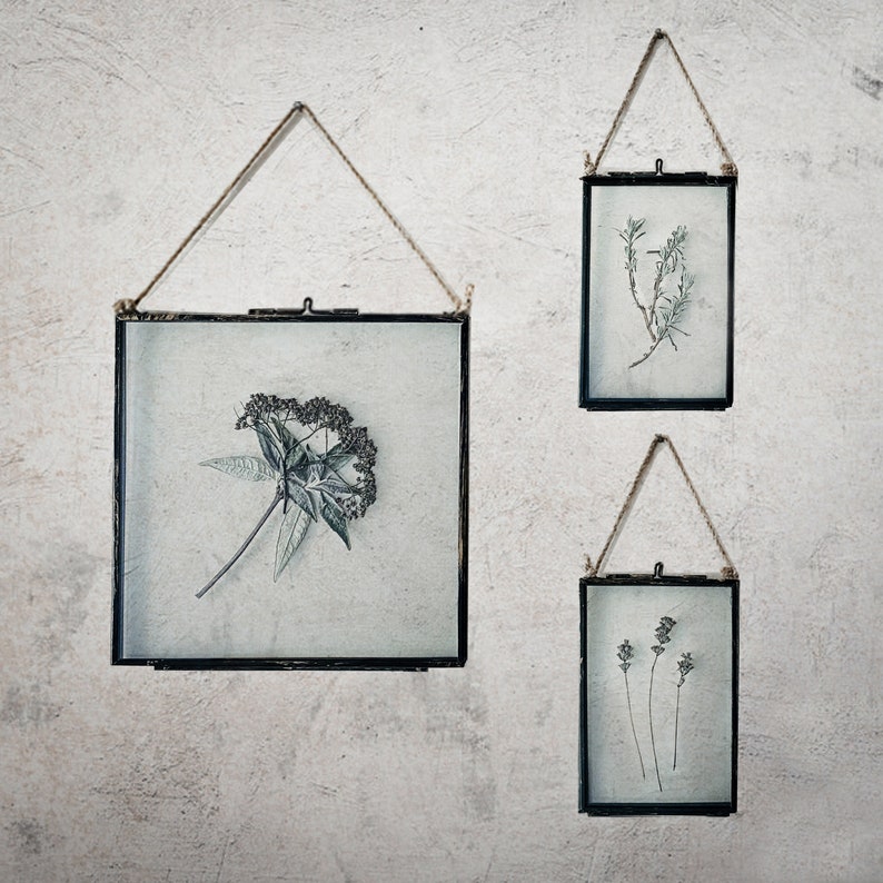 May include: Three black picture frames with string hangers, each containing a pressed botanical specimen. The frames are hanging on a white wall.