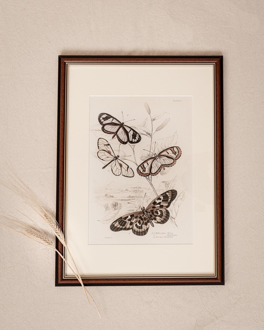 Vintage Butterfly Composition Print, Giclée Natural Illustration, Soft ...