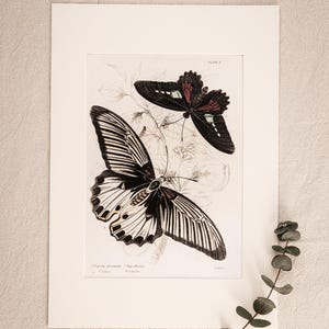 Vintage Butterfly Art Print Papilio Hermon & Pap. Aeneas, Entomology Giclée Print, Butterfly Artwork, Natural History Wall Art