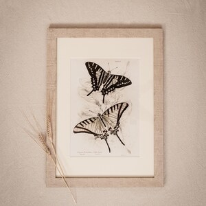 Elegant Vintage Butterfly Print, Timeless Giclée Illustration, Classic Butterfly Decor, Natural History Insect Wall Art, Vintage Gift Idea