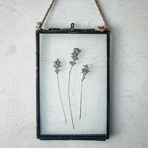 May include: A black metal frame with a glass front, hanging from a twine rope. Dried lavender flowers are pressed inside the frame.