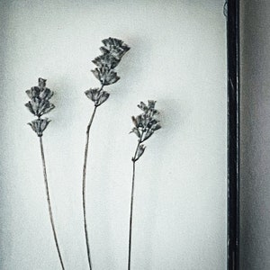 May include: Three dried flower stems in a white frame. The flowers are a light brown color and have a delicate, wispy appearance.