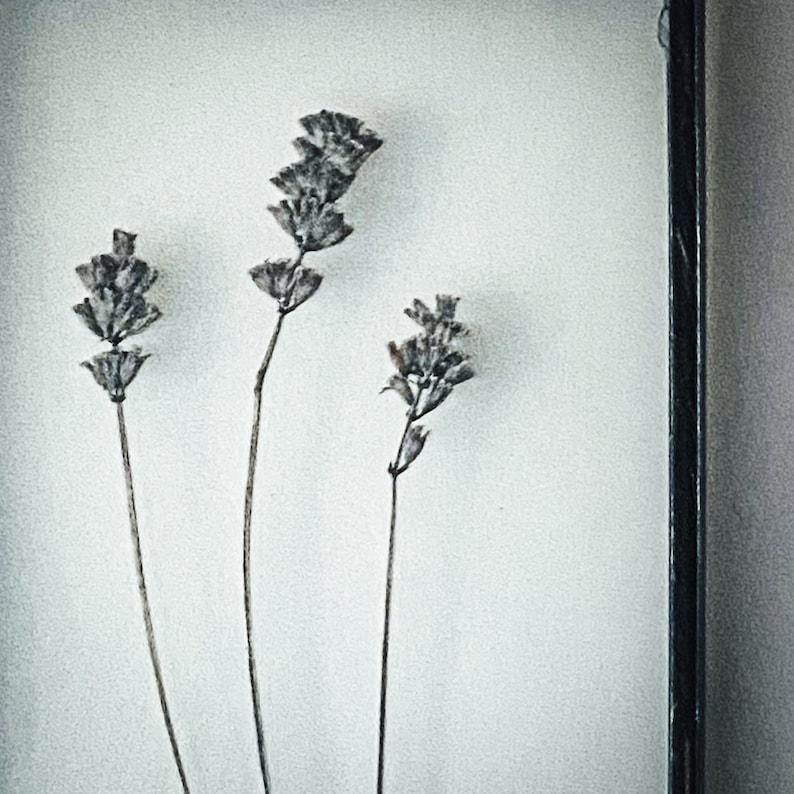 May include: Three dried flower stems in a white frame. The flowers are a light brown color and have a delicate, wispy appearance.