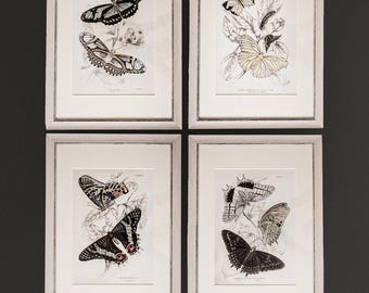 Set of 4 Framed Butterfly Vintage Art Prints – Entomology Giclée Prints, Rustic White Frame Set, Gallery Wall Prints for Cottagecore Decor