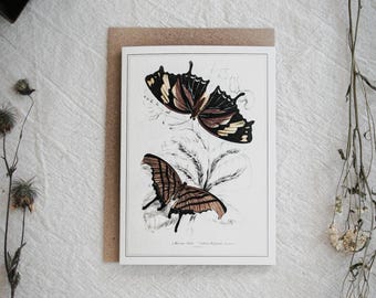 Könnte beinhalten: Ein botanischer Kunstdruck mit zwei Schmetterlingen mit detaillierten Flügelmustern in Braun-, Schwarz- und Cremetönen. Das Kunstwerk ist vor einem weißen Hintergrund platziert und von einer neutralfarbenen Karte umrahmt.