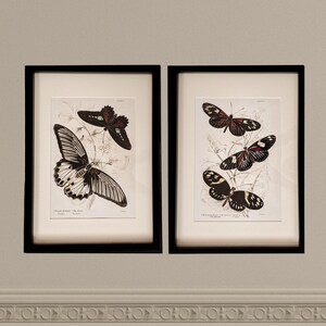 May include: Two framed black and white butterfly illustrations. The butterflies are depicted with intricate detail and are set against a white background. The frames are black and have a simple design.