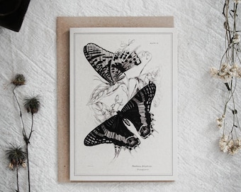 May include: A black and white botanical print featuring two butterflies. The detailed illustration shows the butterflies with intricate wing patterns, set against a neutral background. The print is displayed on a neutral-toned card.