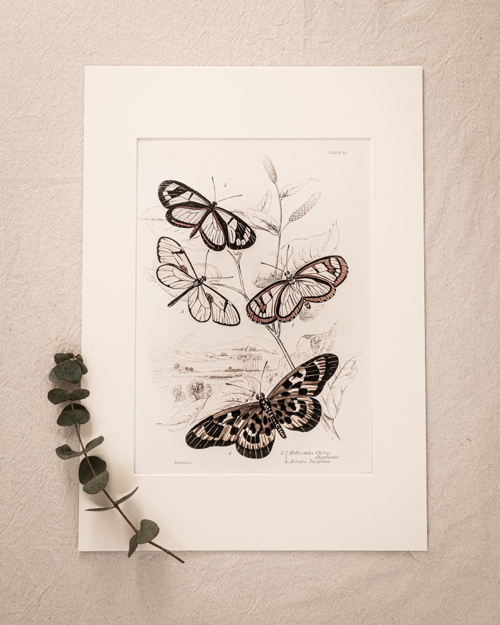 Vintage Butterfly Composition Print, Giclée Natural Illustration, Soft ...