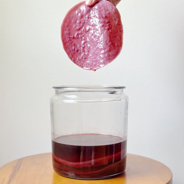 Red Wine Vinegar Scoby | Vinegar Scoby | Red Wine Vinegar Scoby Kit | Mother Scoby | Red Wine Vinegar | All Natural | Probiotic | Gut Health
