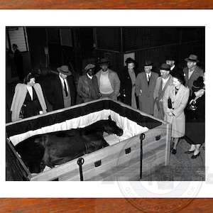 MAN O&#39; WAR Racehorse Dead in Casket 1947 Funeral 8x10 Photo