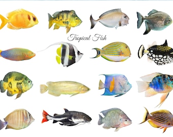 Tropical Fish Fussy Cut Junk Journal Add-On Pack, Printable Clip Art Colorful Fishes Digital Junk Journal Kit Ephemera