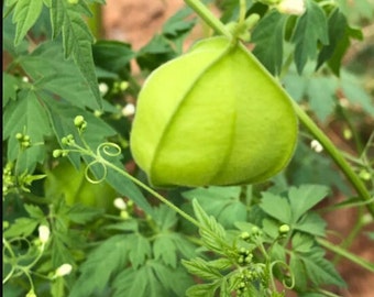 Cardiospermum halicacabum, balloon vine, balloon plant or love in a puff - 10+ seeds - 100% organic